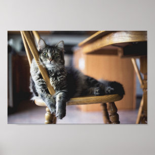 Tabby Cat sobre Impressão de Foto da Cadeira de J