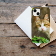 Tabby e White Cat e Ivy