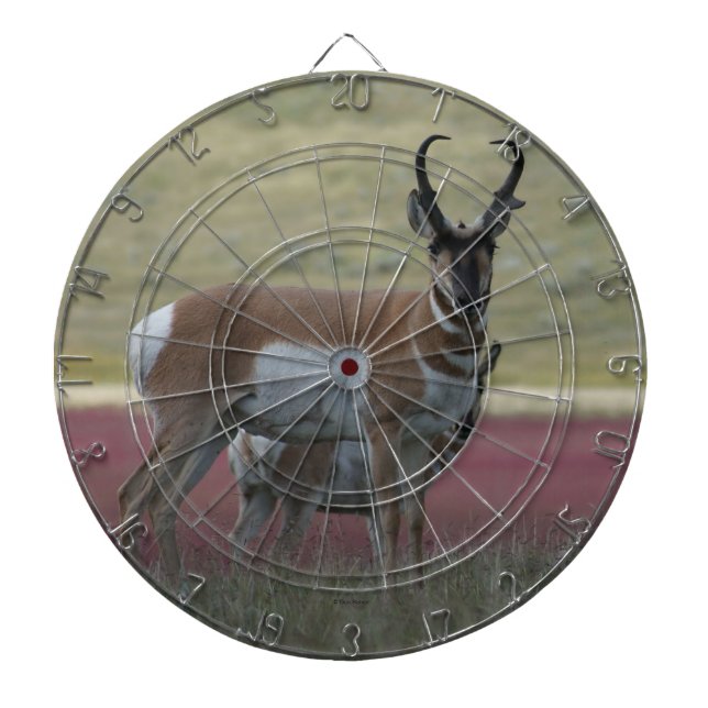 Tabla Dardos A24 Pronghorn Antelope Buck (Frente)