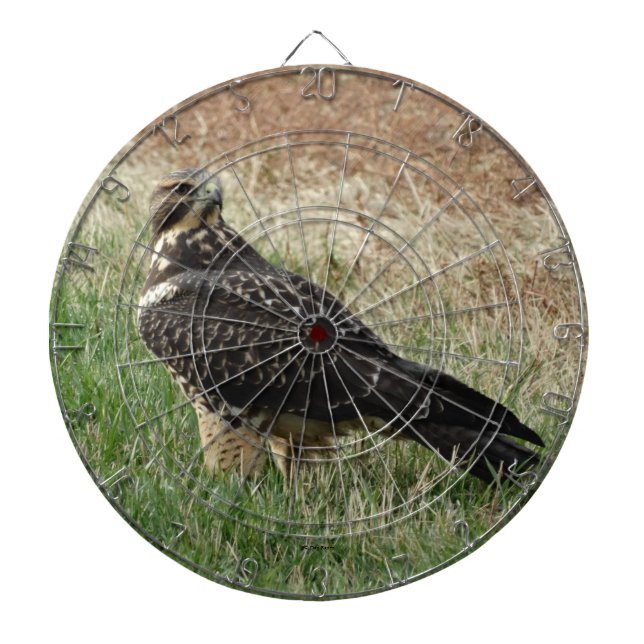 Tabla Dardos B52 Falcão-de-swainson (Frente)