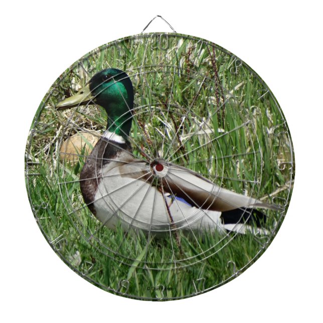 Tabla Dardos B55 Mallard Duck Drake Greenhead na Grama (Frente)