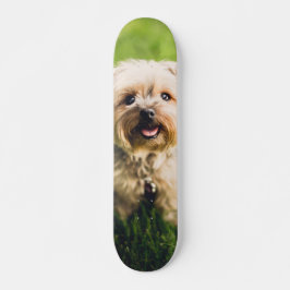 Tabla de Skate Perrito Terrier Adorable
