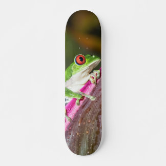 Tabla Skate Rana Arbórea de Ojos Rojos