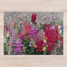 Floral Colorida do Jardim Snapdragon
