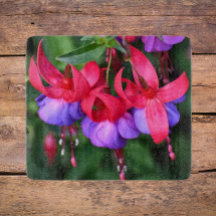 Fúcsia Roxa com Sepos Rosa Floral