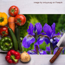 Iris sibirica fotografia floral