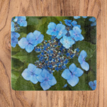 Lacecap Hydrangea Floral