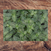 Planta Nervosa Verde Deixa Floral