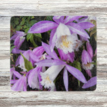 Plione Windowsill Orchids Floral