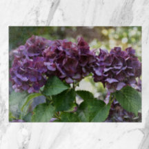 Red Violet Hydrangea Blooms Floral