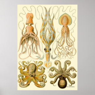 ~ Tafel do poster de Ernst Haeckel