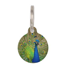 Tag De Pet Plumagem perfeita do pavão