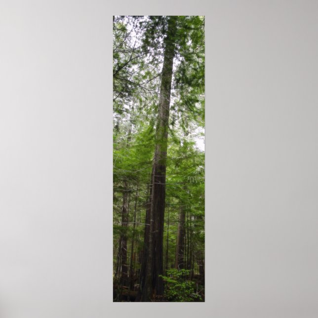 TALL TREE em Poster de Arte Florestal (Frente)