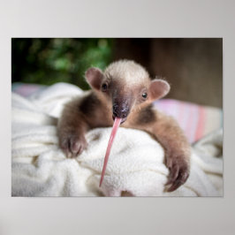 Tamandua Poster