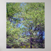 Tamarack Larch Poster 1
