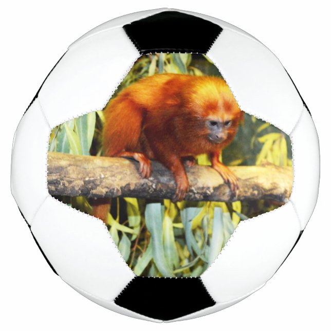 Tamarim-leão-dourado Observando, Bola de Futebol (Frente)