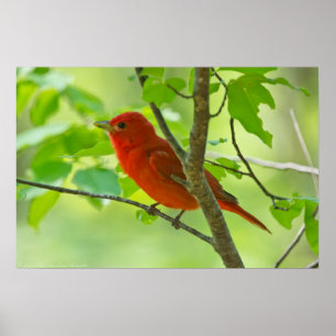 Tanager Red Male Summer na Floresta Poster