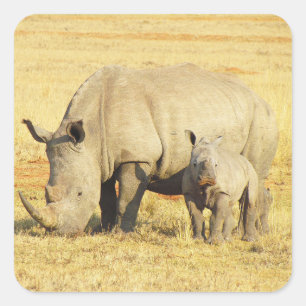 Tanzânia Rhino Safari sobre os adesivos