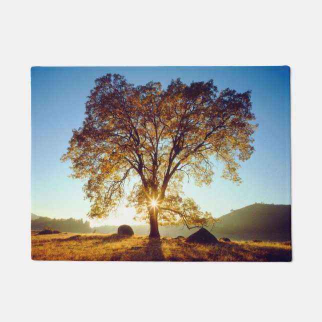 Tapete Árvores de Carvalho Preto| Floresta Nacional Cleve (Frente)