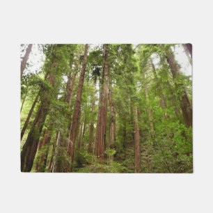 Tapete Até Sequoias Eu no Monumento Nacional de Muir Wood