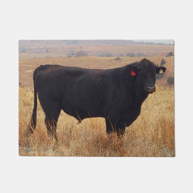 Tapete Black Angus Steer Grazing com seu Herd (Frente)