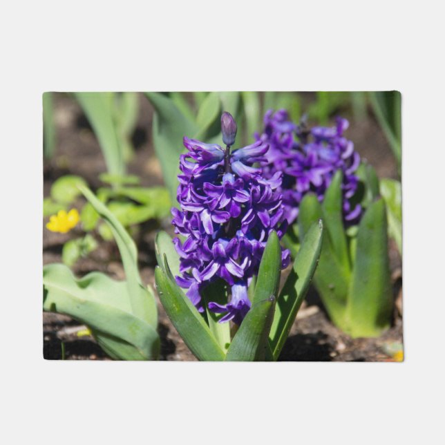 Tapete Blue Geocinth em primavera (Frente)
