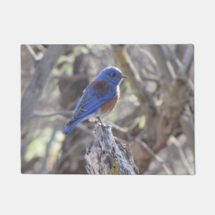 Tapete Bluebird ocidental