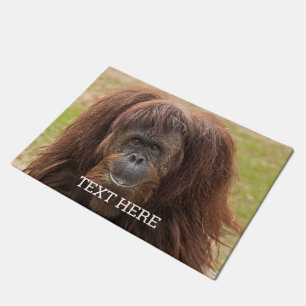 Tapete Borneo Orangutan - Bela Fotografia