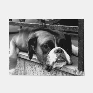 Tapete Boxer Dog No Windowsill dm arc
