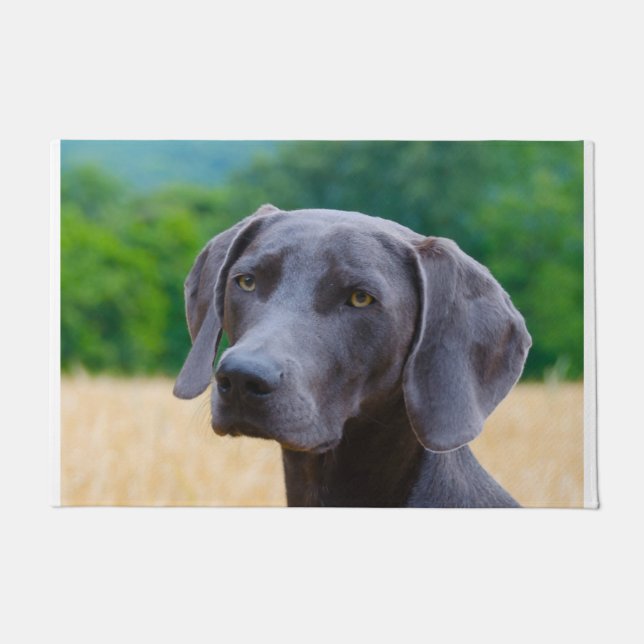 Tapete Cachorro do Weimaraner. (Frente)