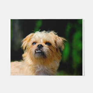 Tapete Cão Griffon