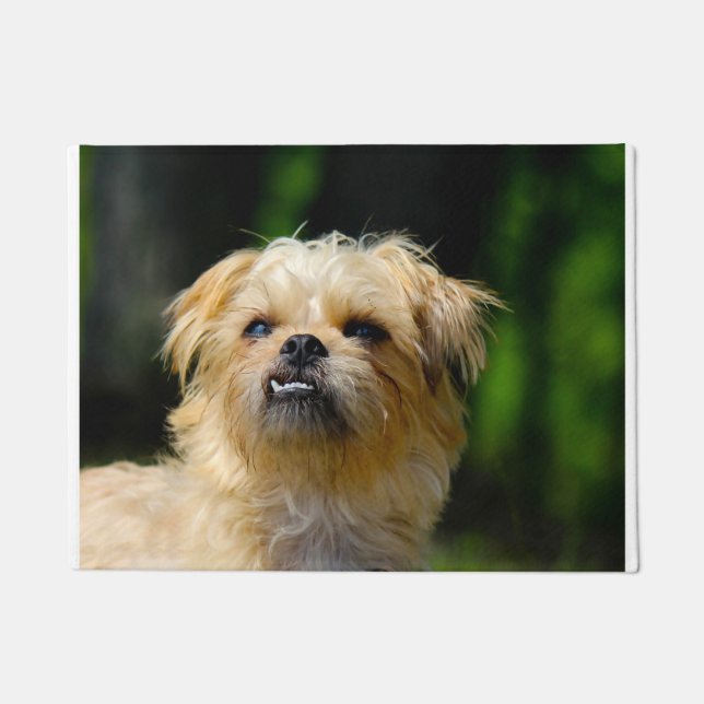 Tapete Cão Griffon (Frente)