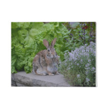 Coelhinho Adorável No Jardim