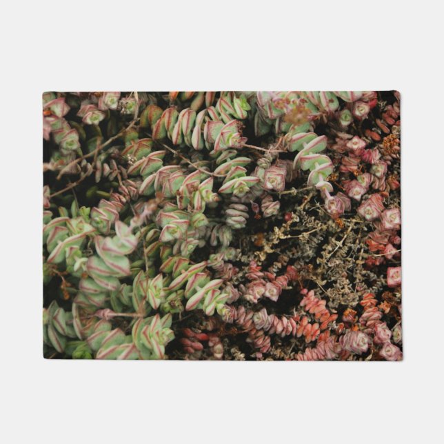 Tapete Crassula perforata (Frente)