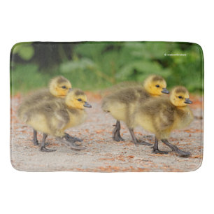 Tapete De Banheiro Cuteness on Parade: Canadá Goslings
