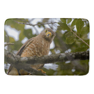 Tapete De Banheiro Roadside Hawk Belize Fotografia de Pássaros