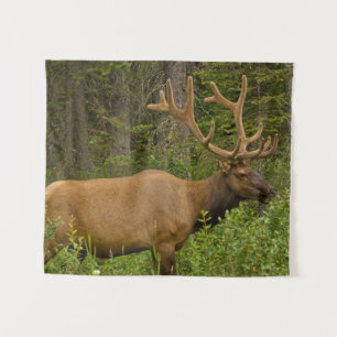 Tapete De Parede Alce macho   Parque Nacional Banff, Alberta, Canad