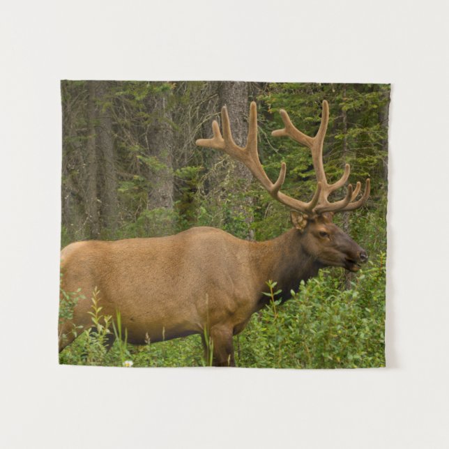 Tapete De Parede Alce macho | Parque Nacional Banff, Alberta, Canad (Frente (Horizontal))