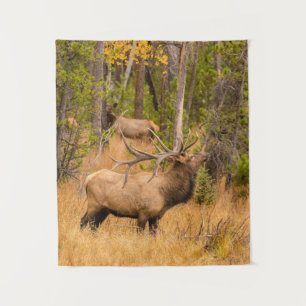 Tapete De Parede Alce macho Parque Nacional das Montanhas Rochosa