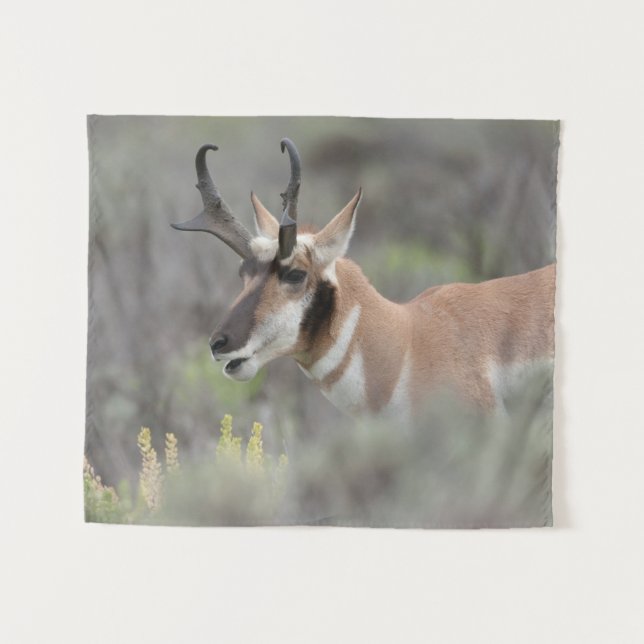 Tapete De Parede Antílope Vilão Macho | Grand Tetons (Frente (Horizontal))