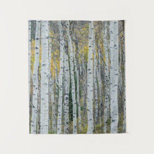 Tapete De Parede Aspen troncos de árvore Aspen, Colorado