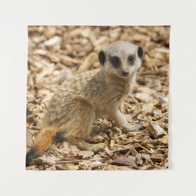 Tapete De Parede Baby Meerkat Poster (Frente)