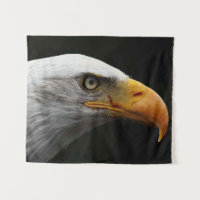 Bald Eagle wtcna