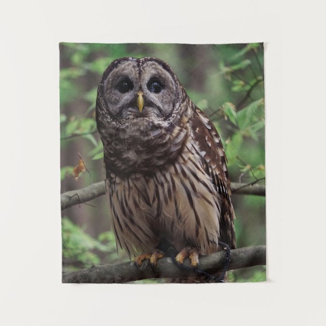 Tapete De Parede Barred Owl (Frente)