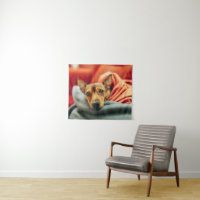 Bebês Mais Pobres | Pinscher miniatura