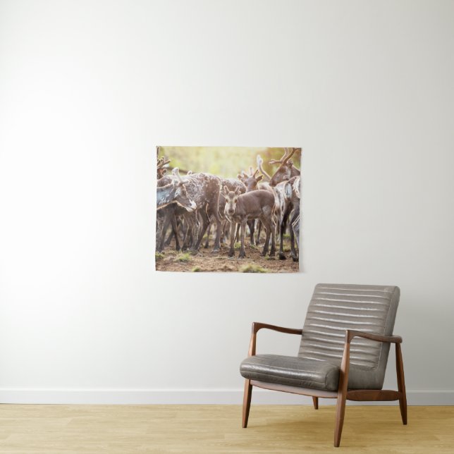 Tapete De Parede Bebês Mais Pobres | Svalbard Reindeer (In Situ (Horizontal))