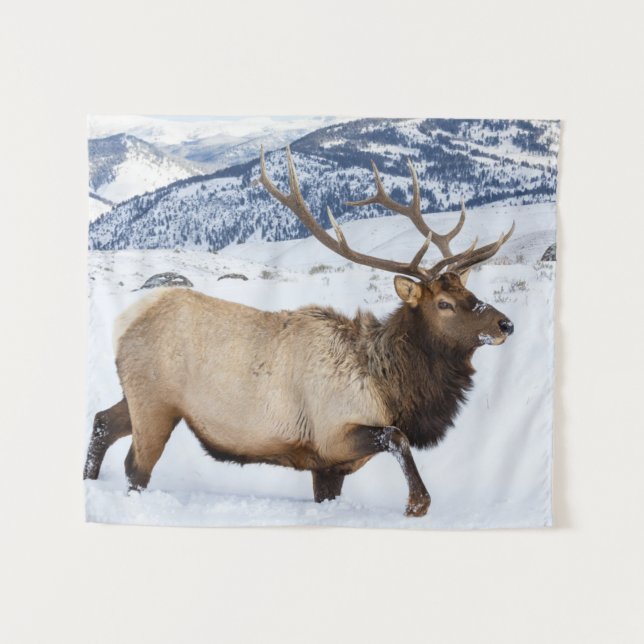 Tapete De Parede Bull Elk | Wyoming (Frente (Horizontal))
