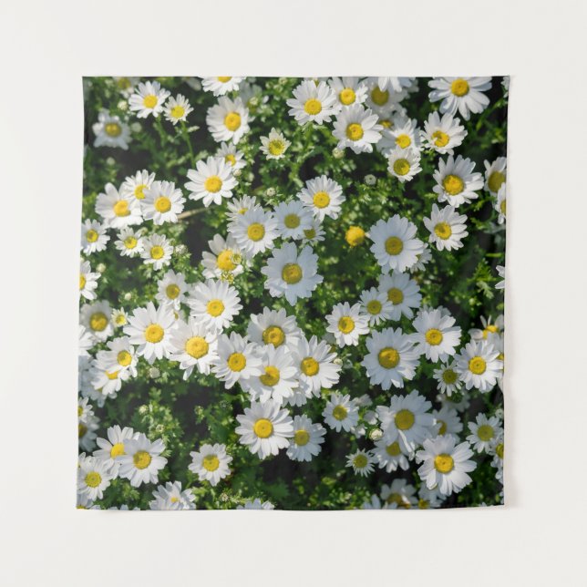 Tapete De Parede Campo primavera Daisy: Fundo Serene (Frente)