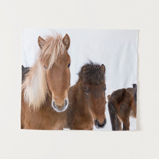 Tapete De Parede Cavalos islandeses fofos juntos (Frente (Horizontal))