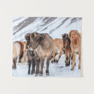 Tapete De Parede Cavalos islandeses na pastagem de inverno perto de